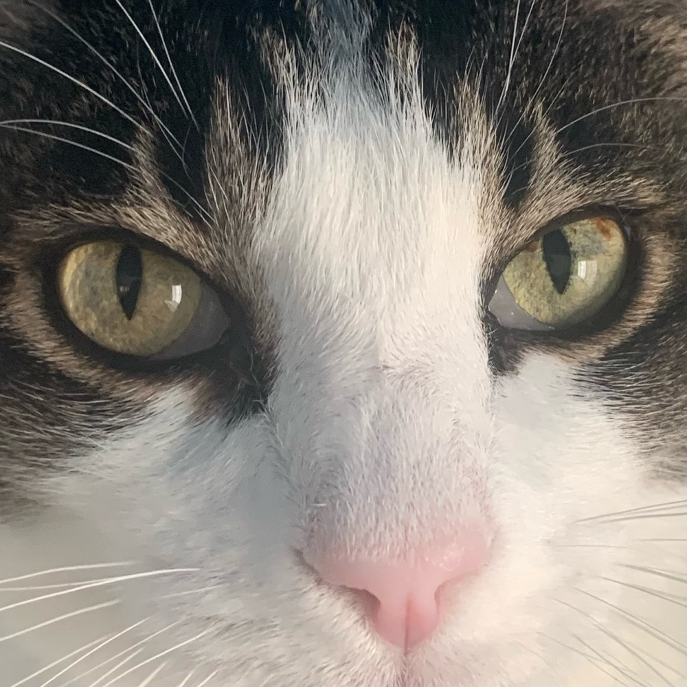 Meet your Posher, Devon